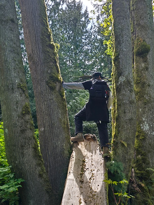 Man standing between tall trees